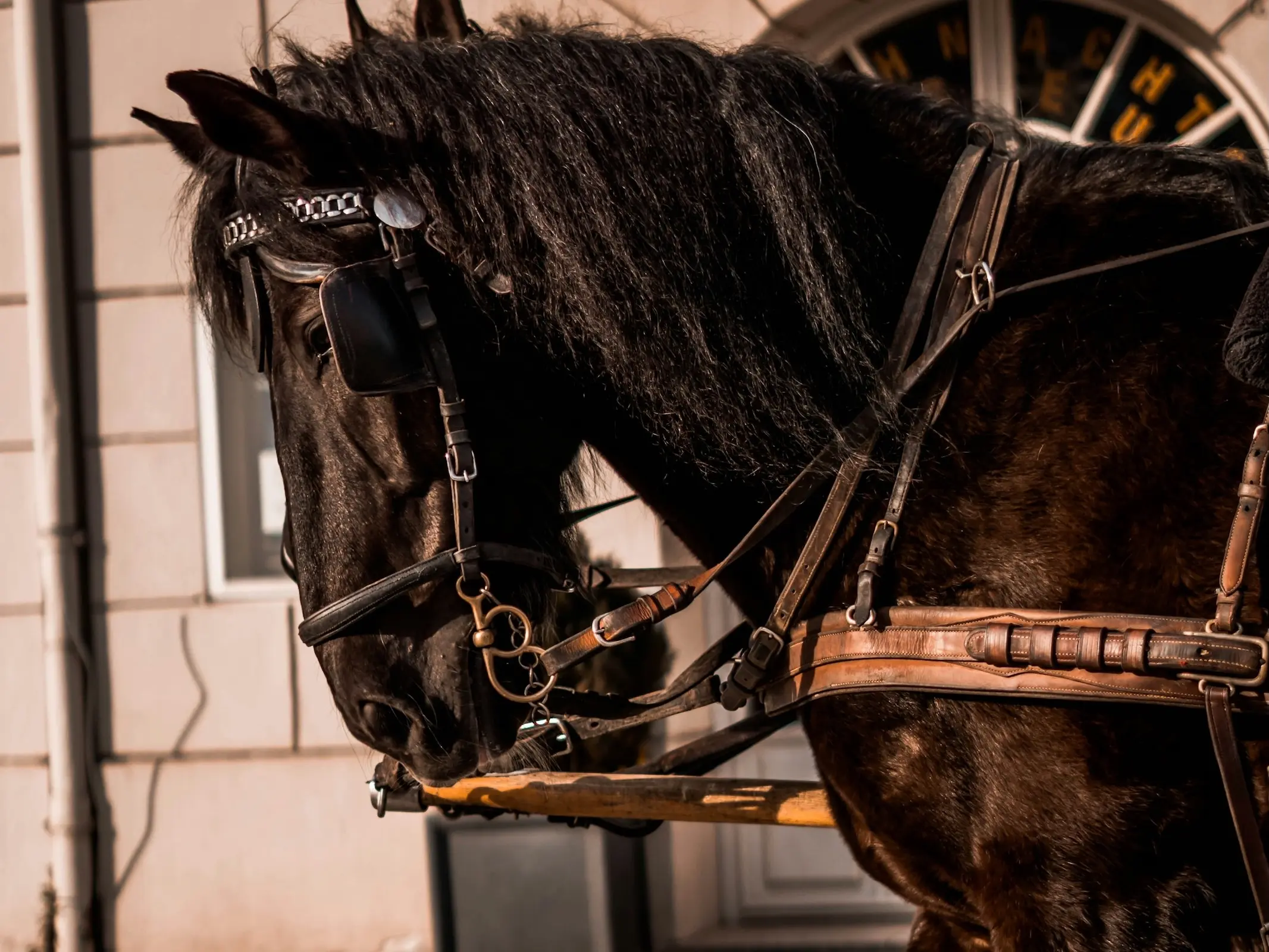 Black Abtenauer Horse in harness