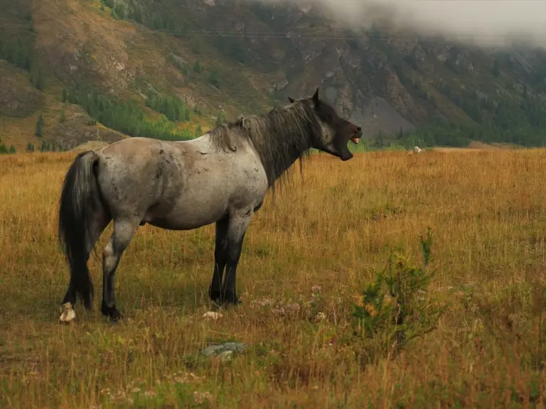 Altai Horse