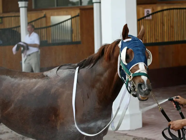 American Thoroughbred Horse