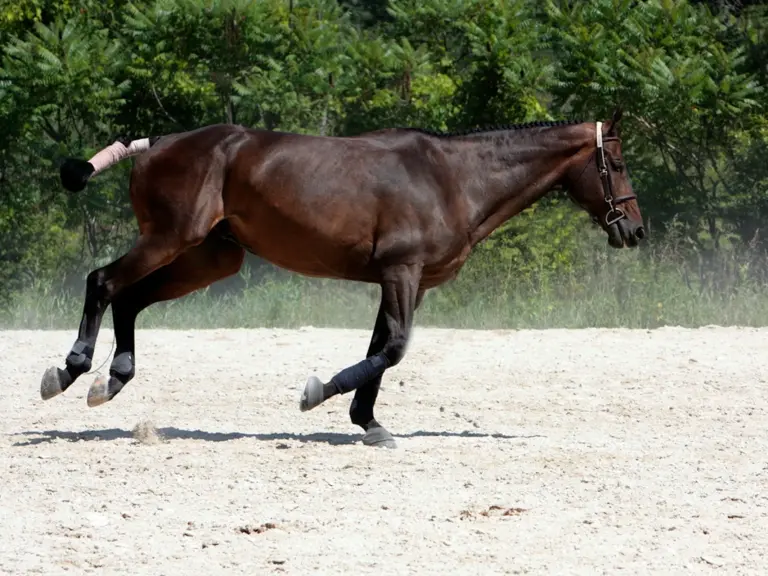 American Warmblood Horse