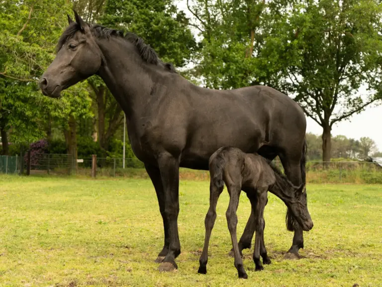 Arabo-Friesian Horse
