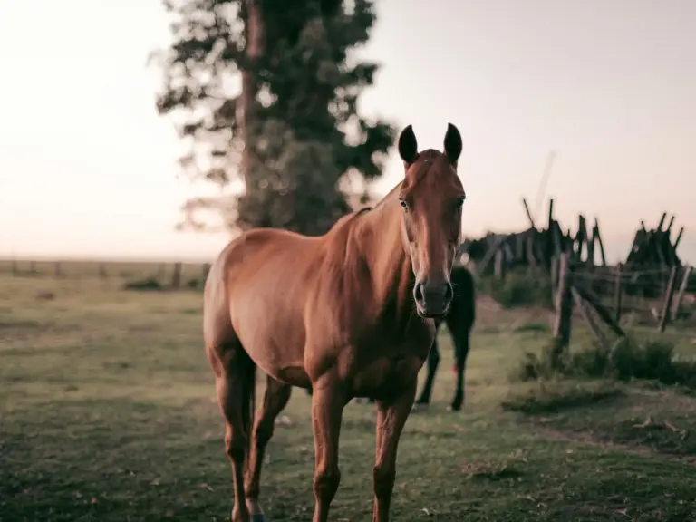 Argentine Anglo Horse