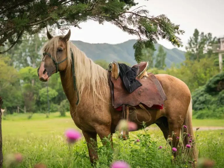 Argentine Criollo Horse