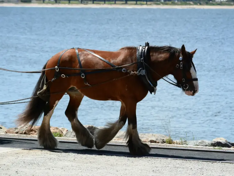 Australian Draught Horse
