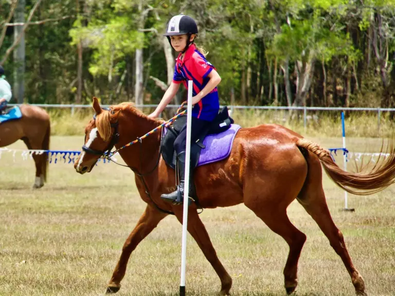 Australian Riding Pony