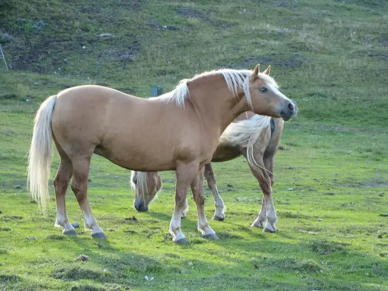 Avelignese Horse
