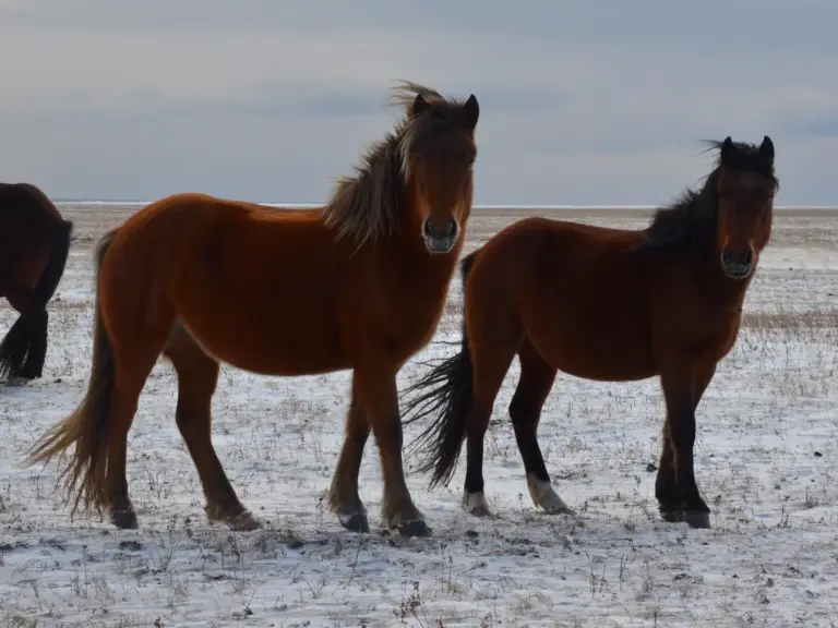 Baikal Horse