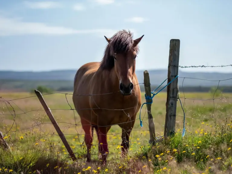 Ban-ei Horse