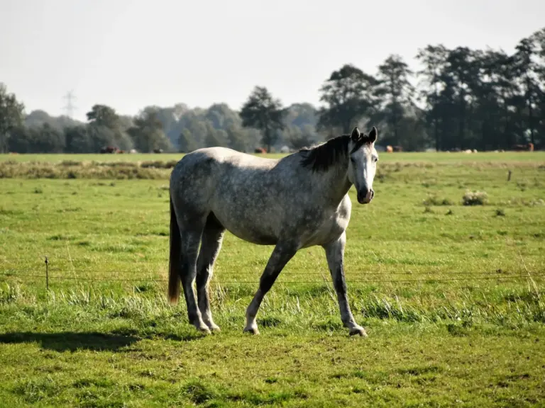 Brandenburger Horse