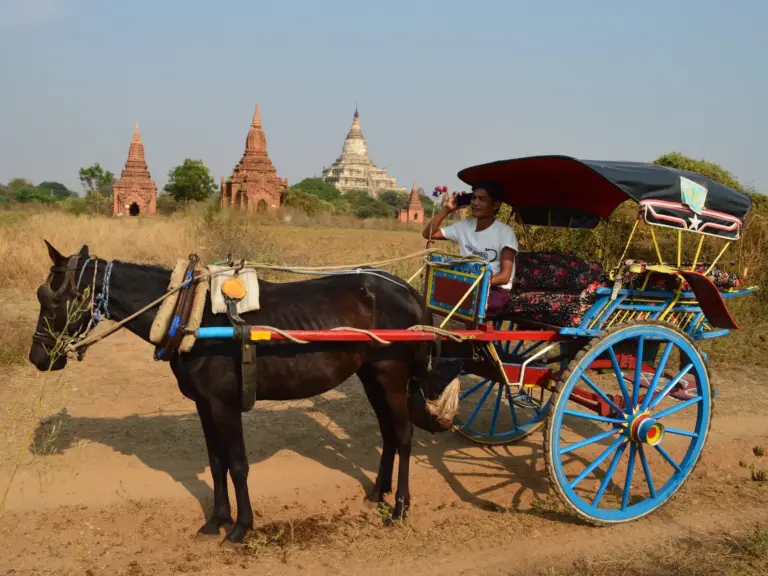 Burmese Pony