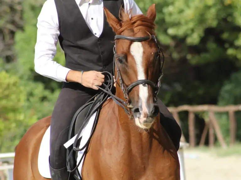 Calabrese Horse