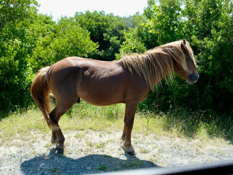 Assateague – Chincoteague Pony