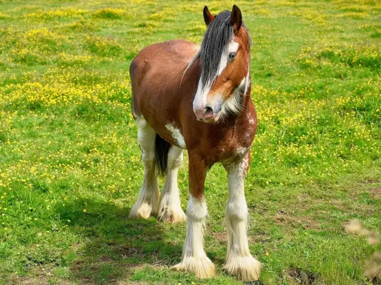 Clydesdale Horse