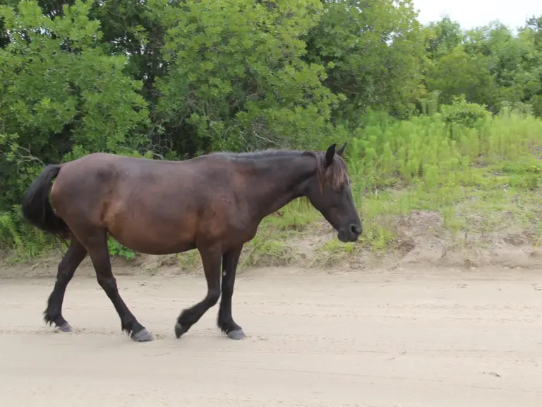 Colonial Spanish Horse