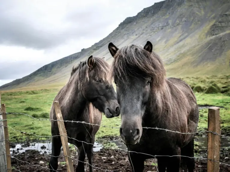 Faroe Pony