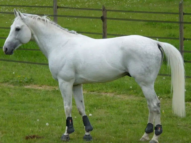 Anglo-Arabian Horse