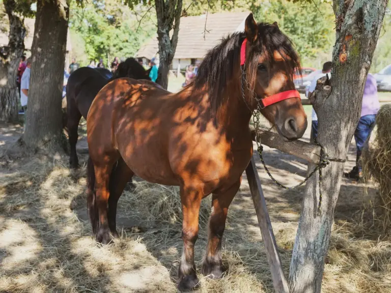 Hladnokrvnjak Horse