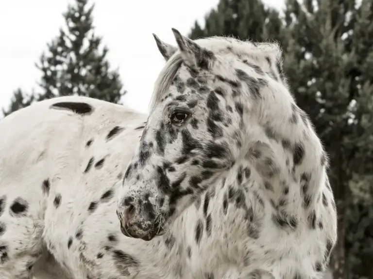 Knabstrupper Horse