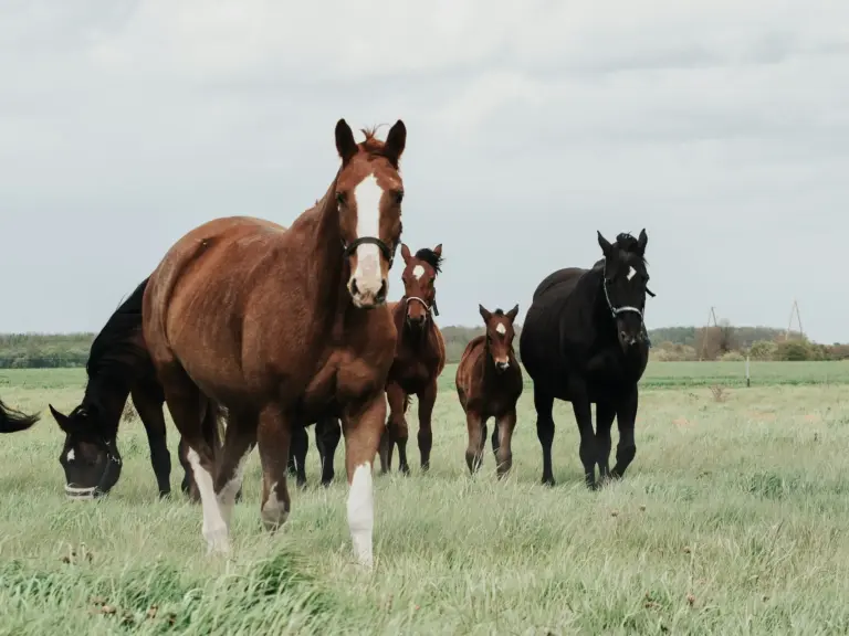 Latvian Horse