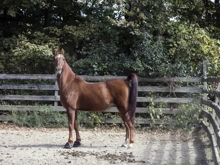 Lippitt Morgan Horse