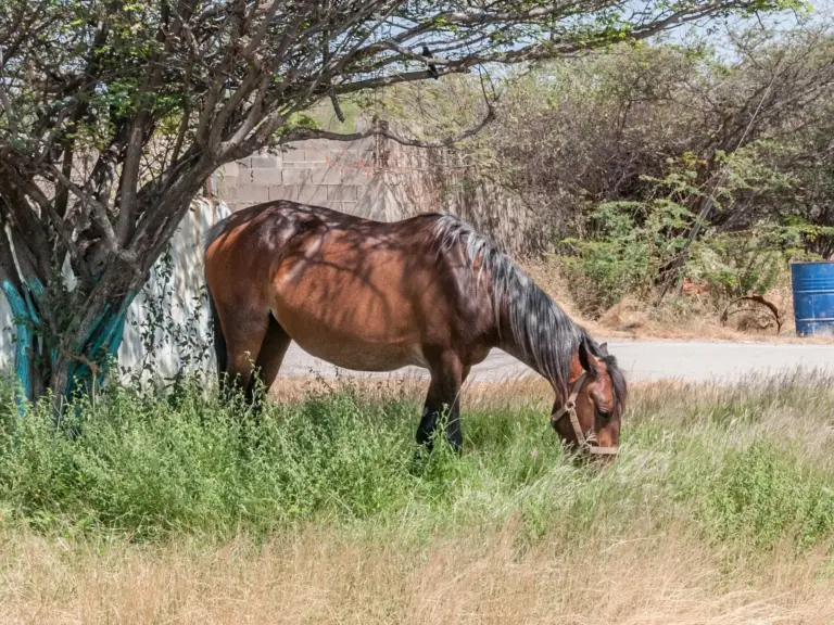 Llanero Horse