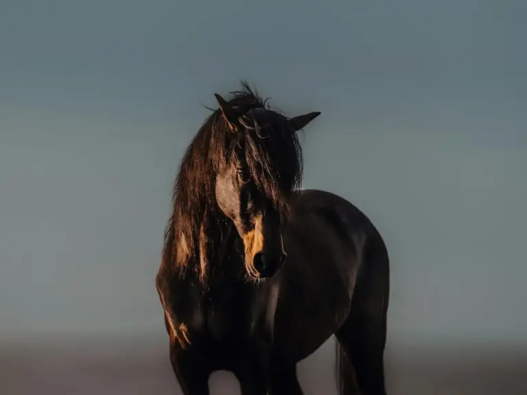 Lusitano Horse