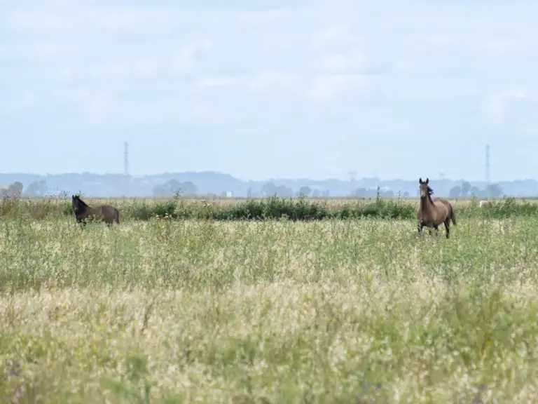 Marajoara Horse
