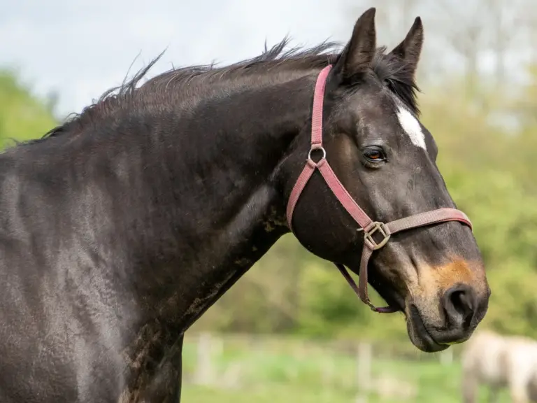 Oldenburger Horse