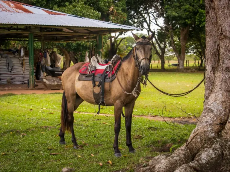 Paso Fino Horse