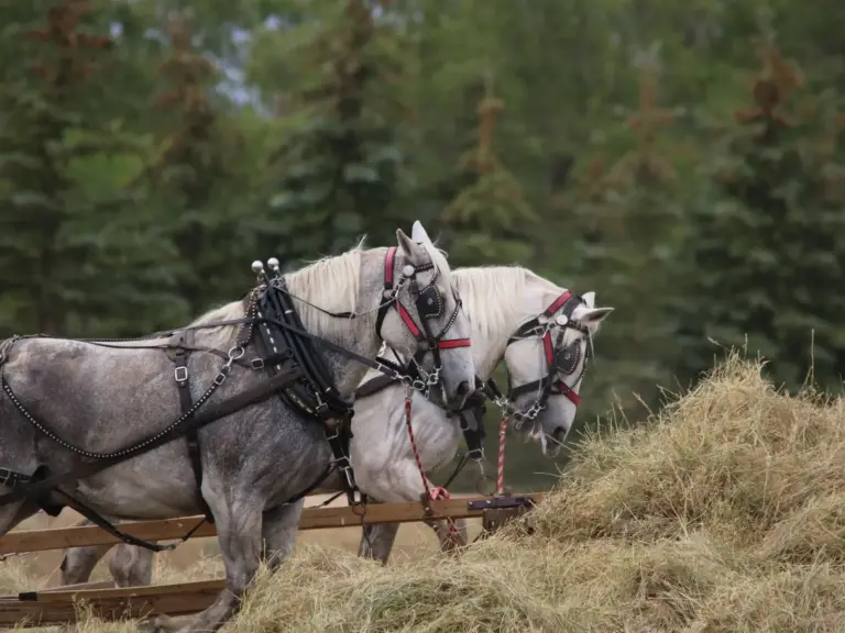Percheron Horse