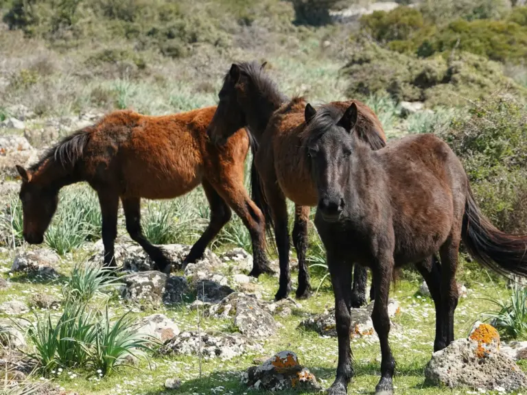 Giara Horse