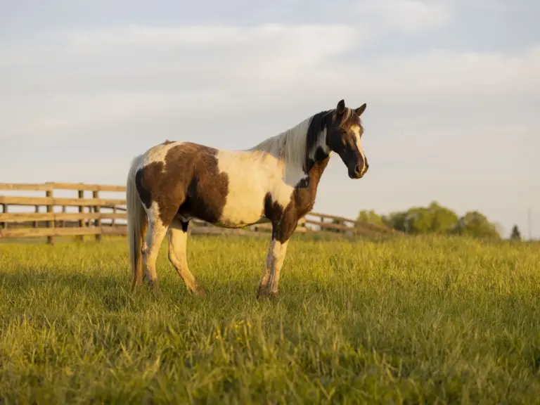 Tennuvian Horse