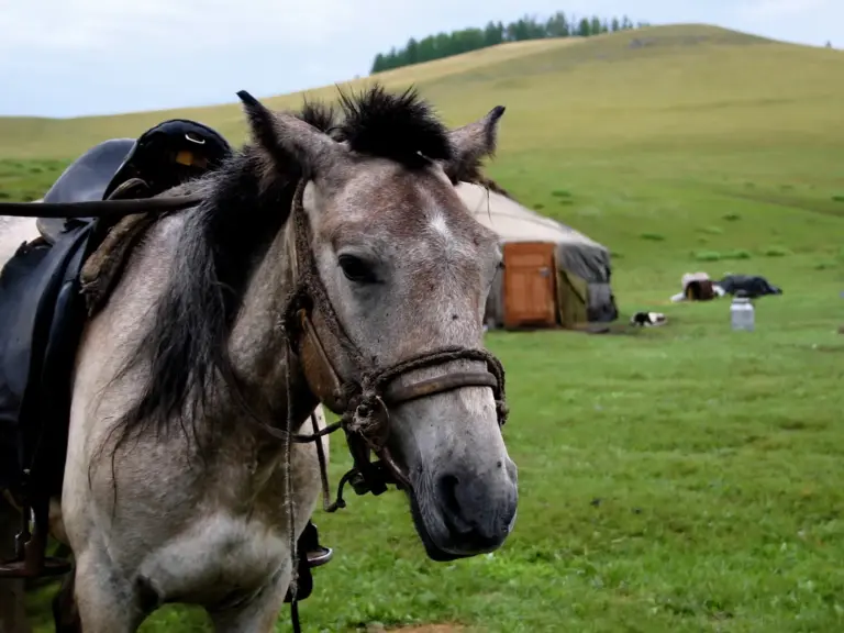 Tuva Horse