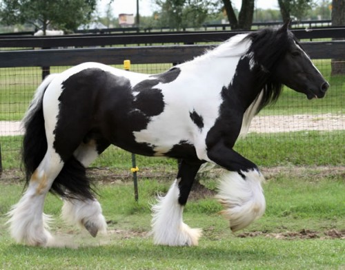 gypsy vanner horses for sale in texas. Gypsy Vanner Horse For Sale/