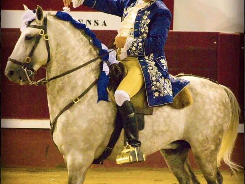 Lusitano Horse
