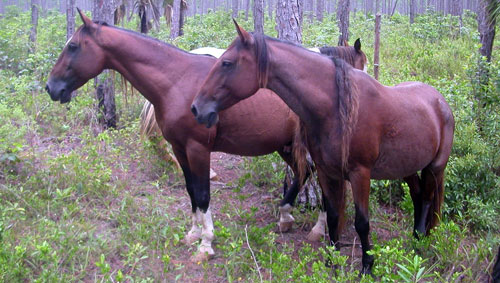 Abaco Barb Horses