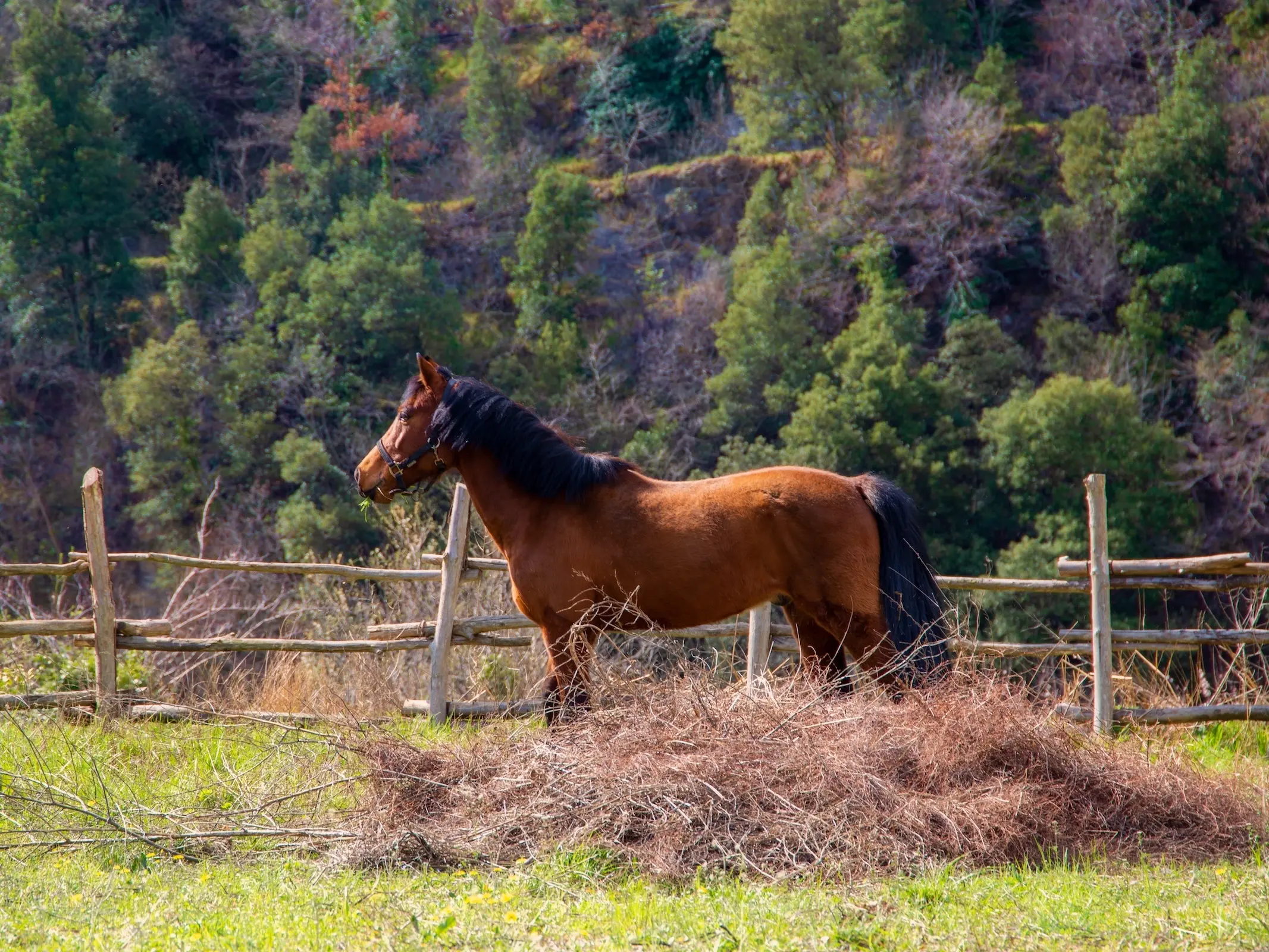 Abstang horse standing in a field