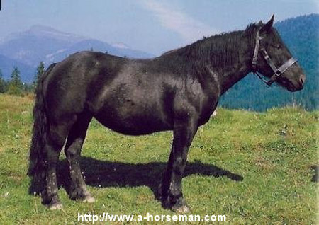 Abtenauer Horse