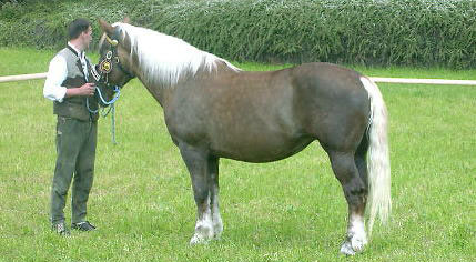 Abtenauer Horse