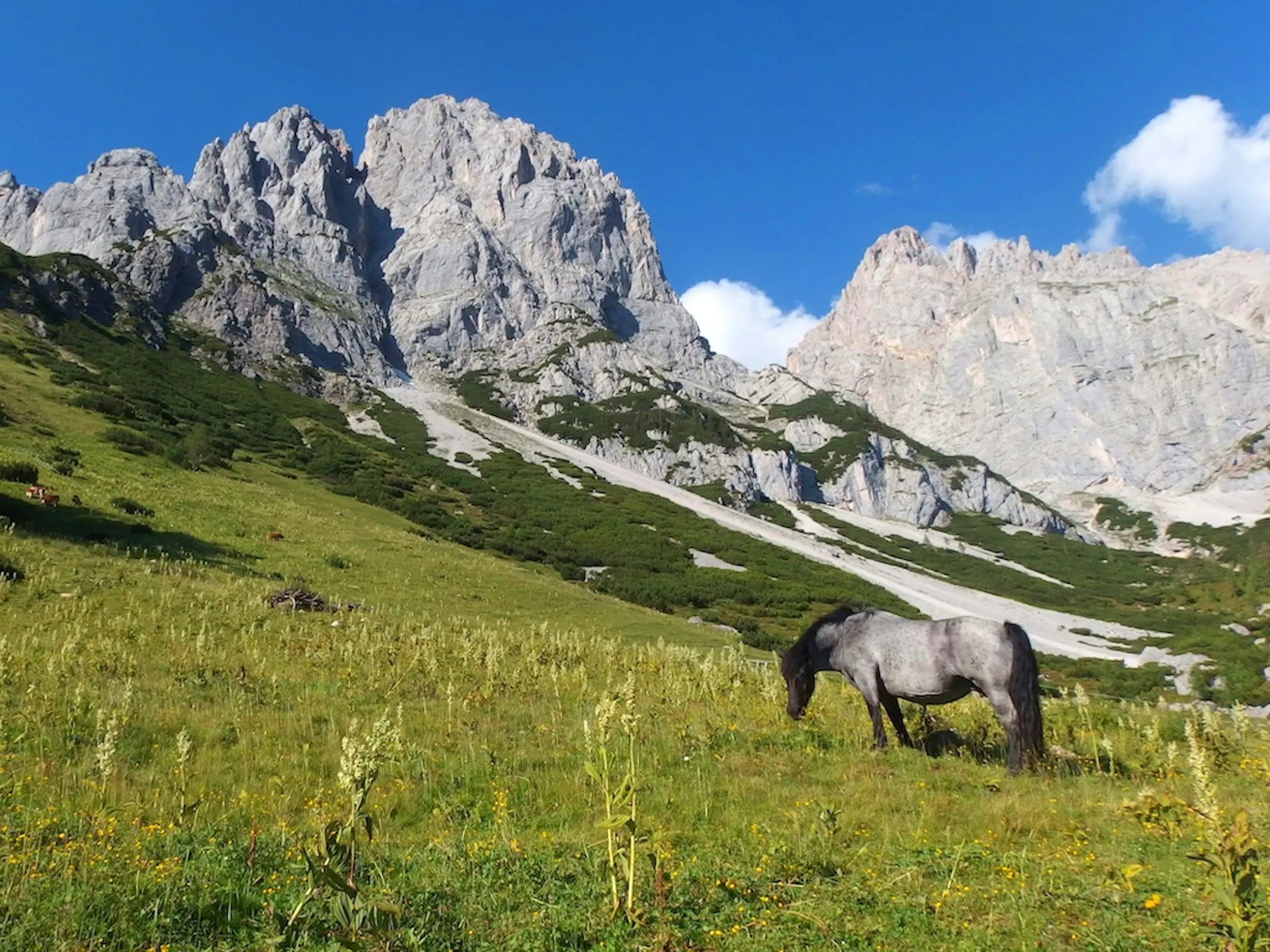Abtenauer Horse