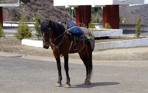 Adaev Horse