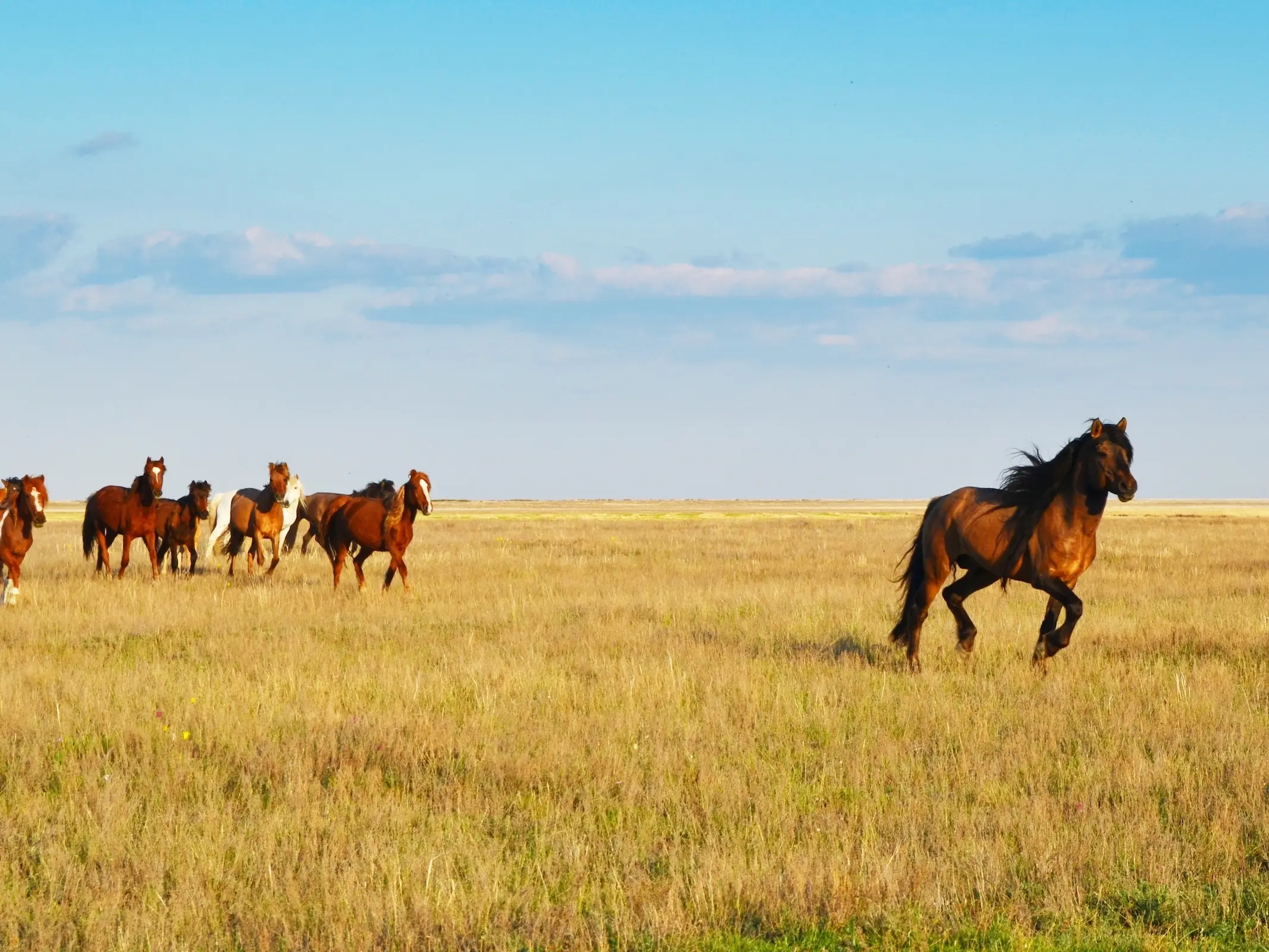 Adaev Horse