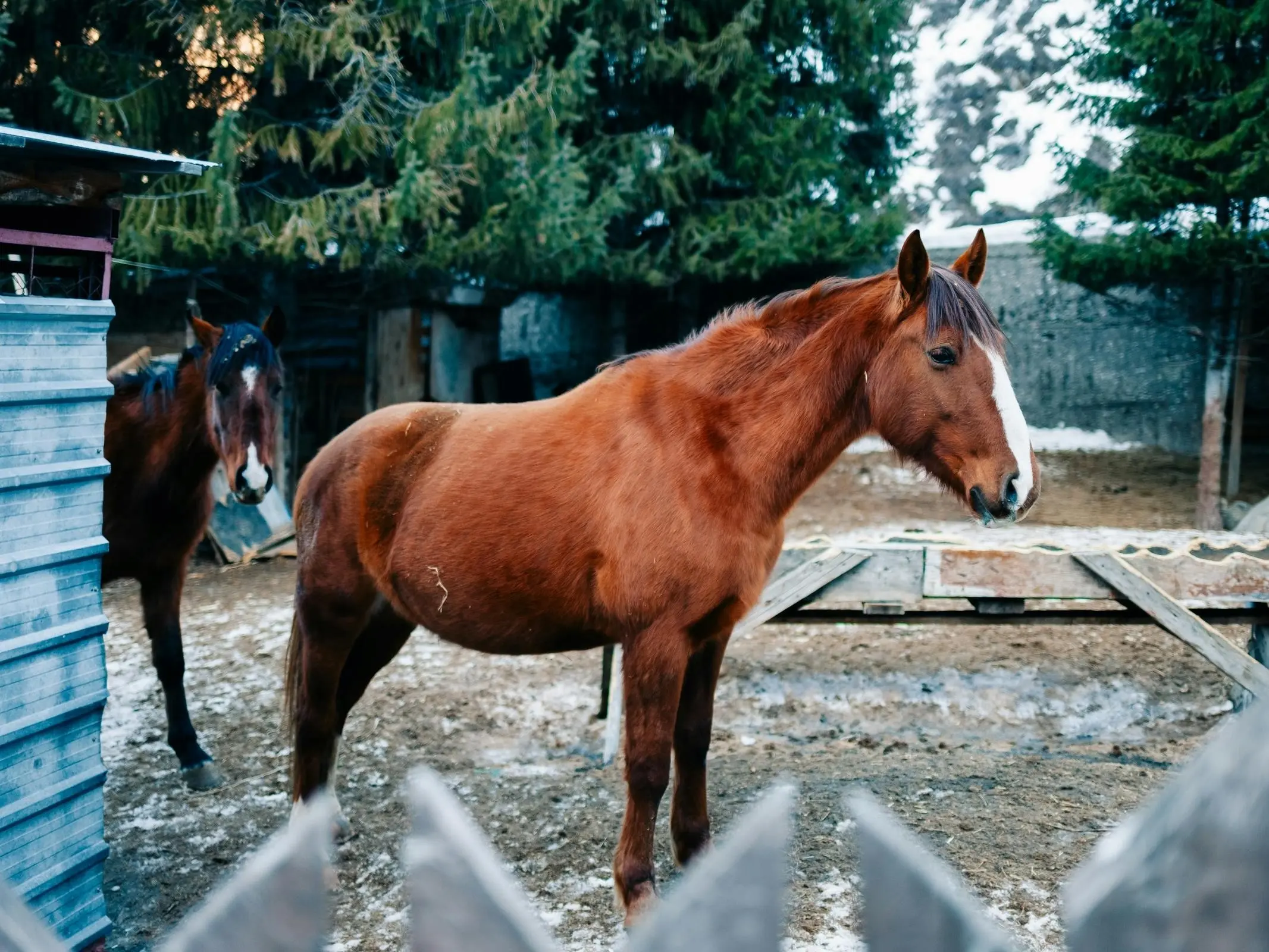 Bay Adaev horse in a stable