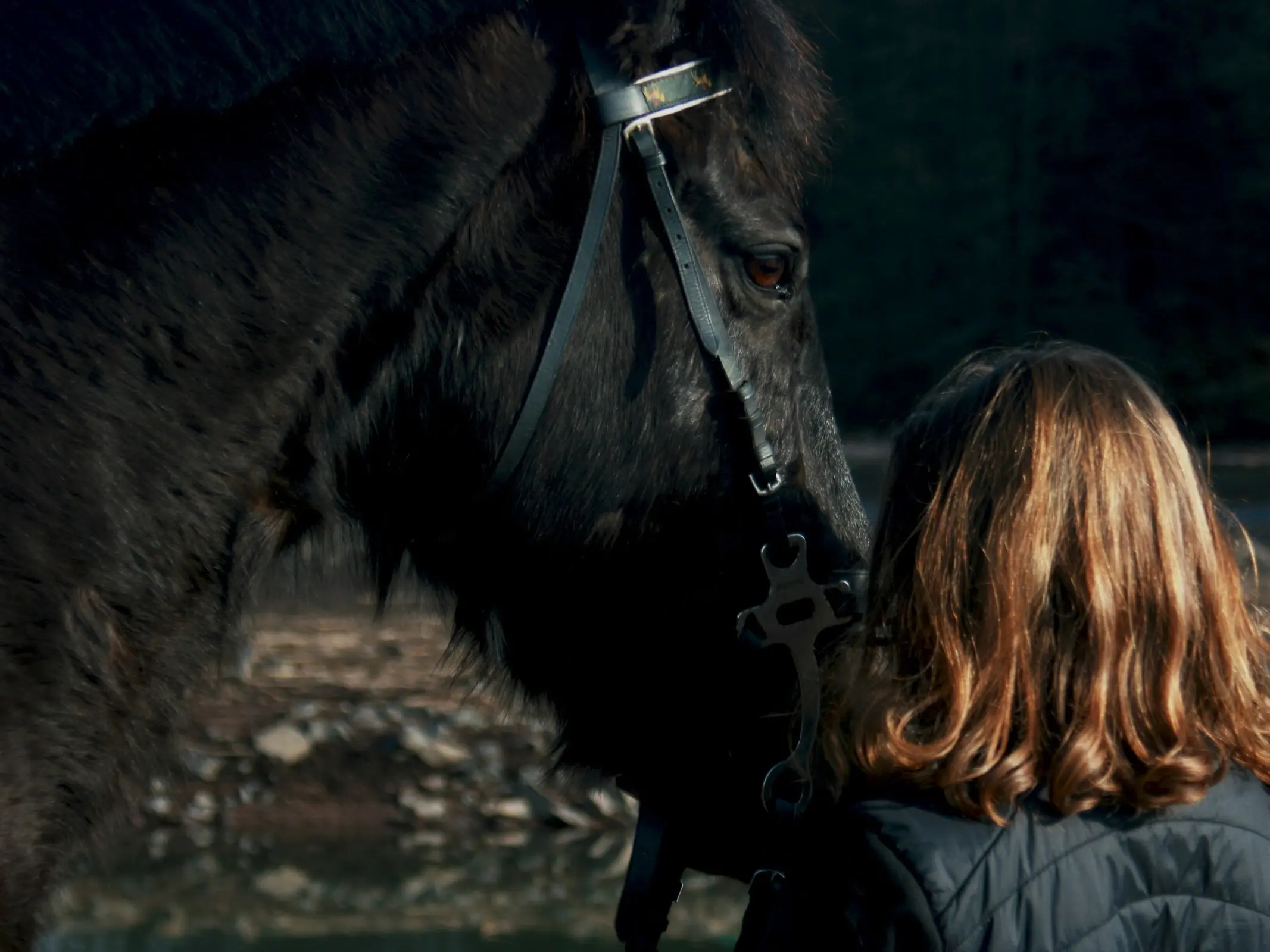 black Aegidienberger Horse with a young woman