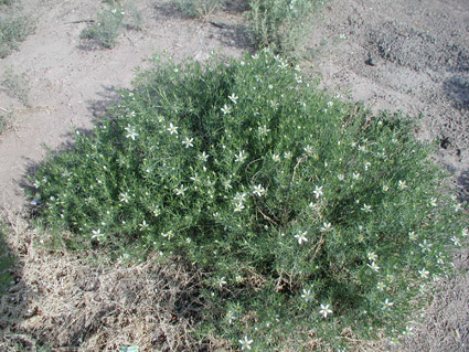 African rue bush