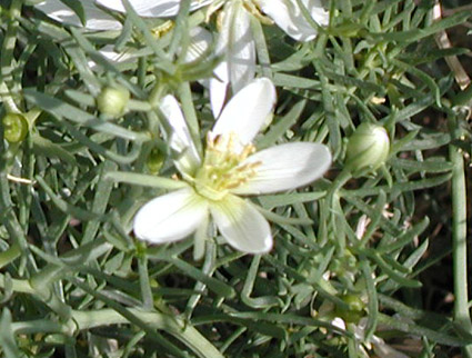 African Rue Flower