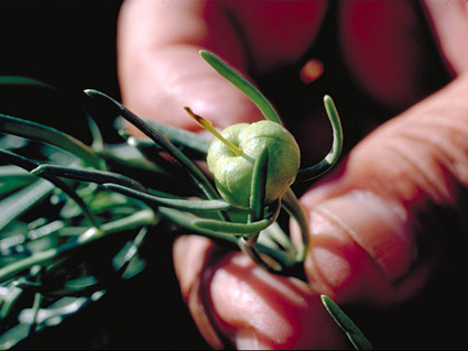African Rue Seed