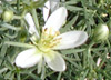 African Rue Thumb