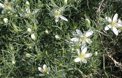 African rue