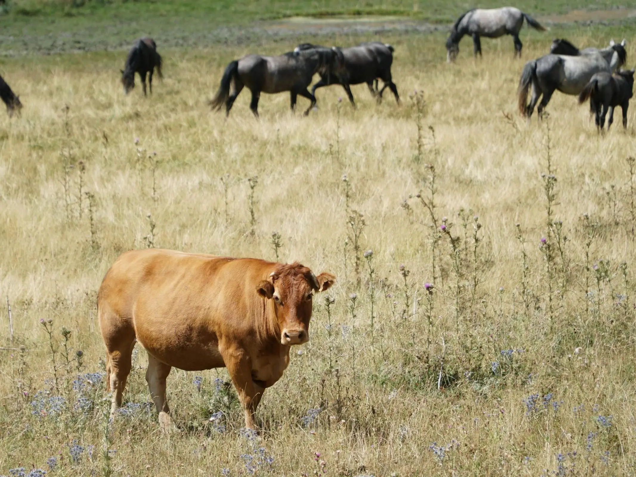 A herd of grey Ainos ponies grazing